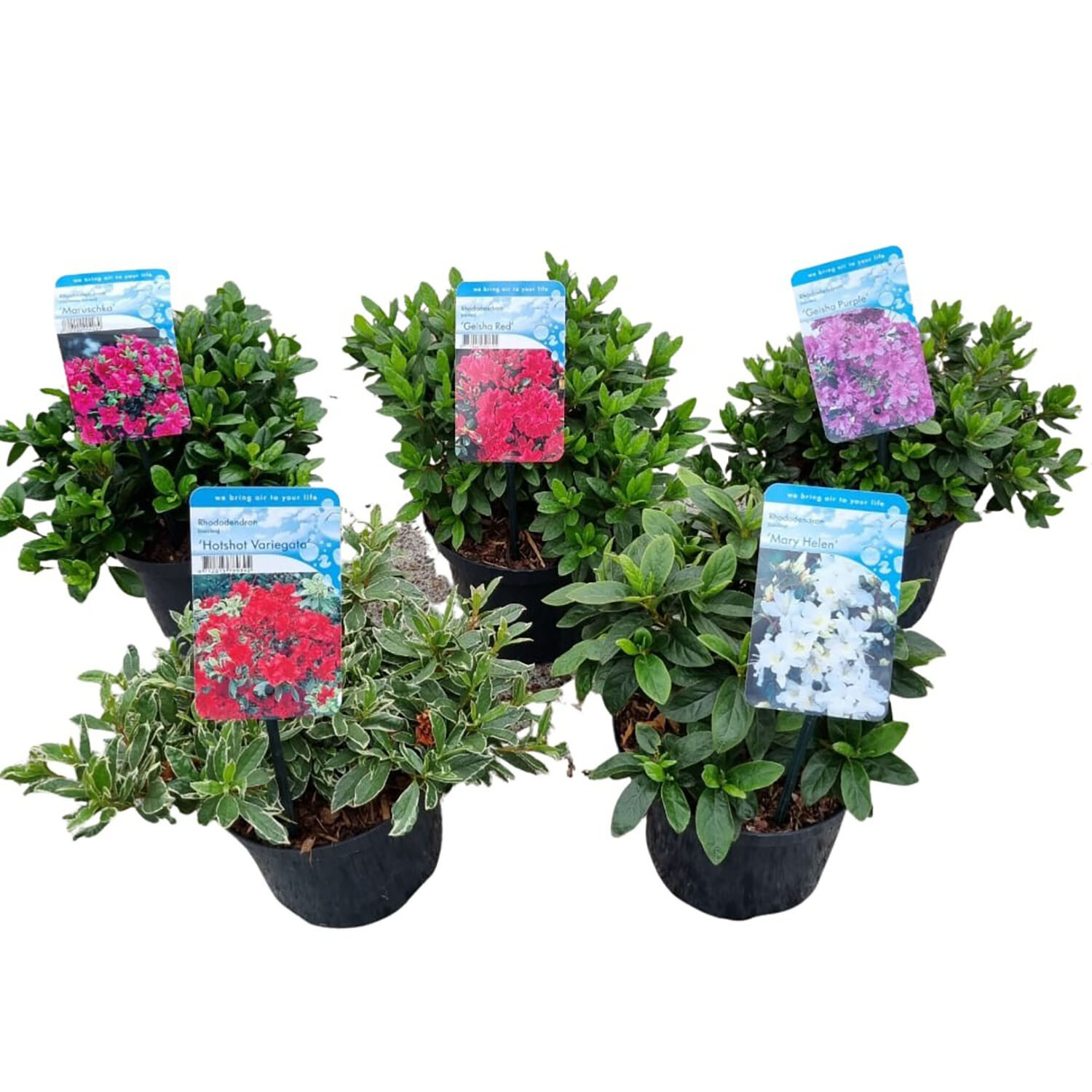 Azalea Japonica Mix - Multicolour | Wilko