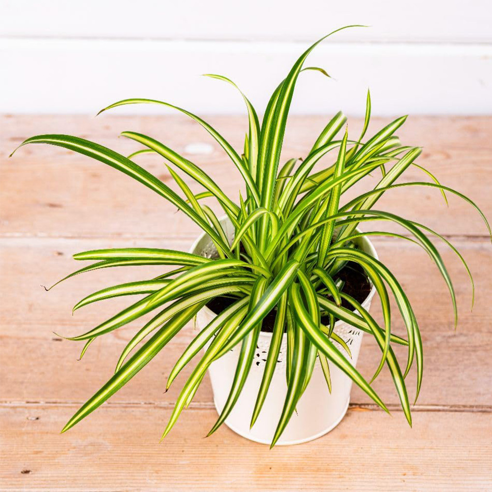 Thompson and Morgan Chlorophytum Atlantic Spider Plant Pot 12cm | Wilko