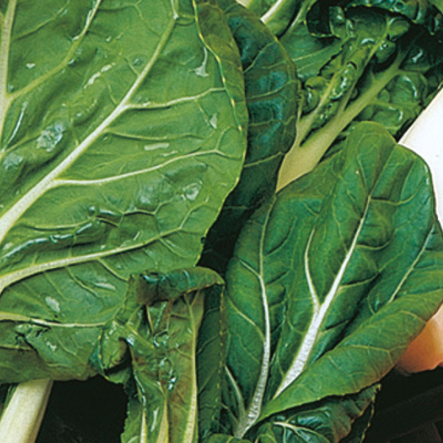 Johnsons Ivory F1 Pak Choi Seeds | Wilko