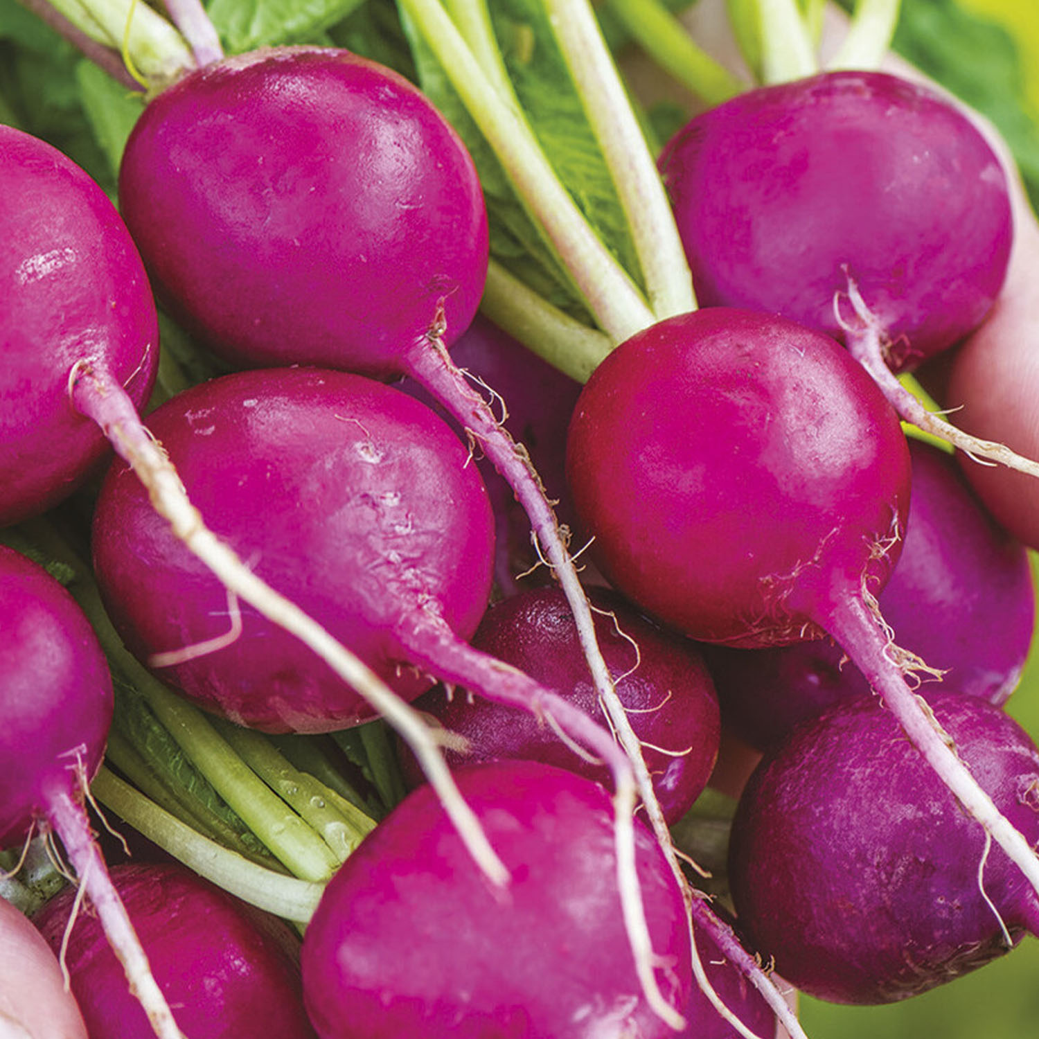 Violet Raddish Johnsons Royal Purple Radish Seeds | Wilko