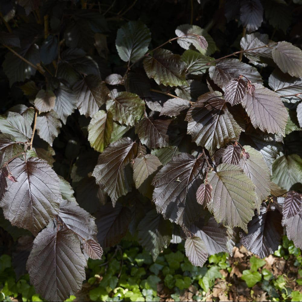 Thompson and Morgan Nut Tree Purple Filbert Bare Root Tree 2 Pack | Wilko