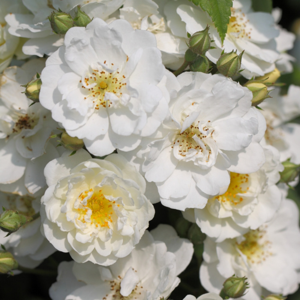 Rumbling Rector Róza YouGarden Rambling Rector Bare Root Rose 2 Pack | Wilko
