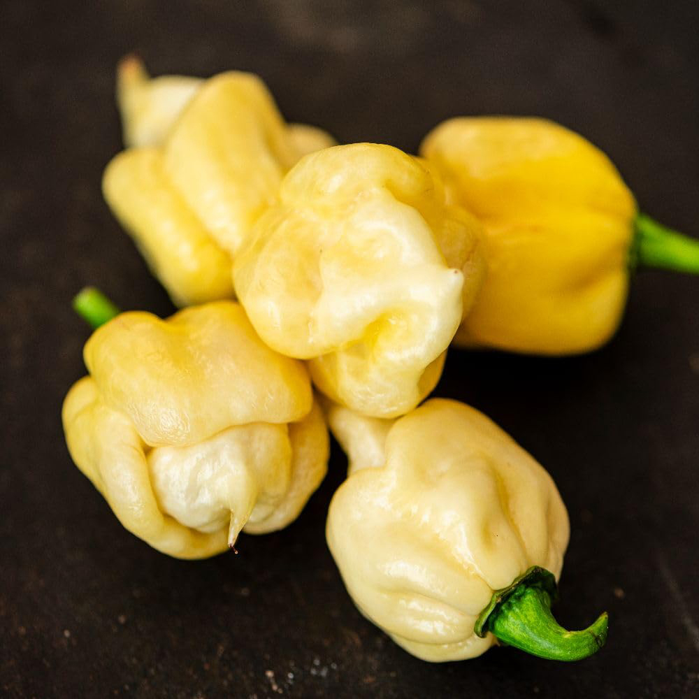 Chilli Morgan Thompson and Morgan Chilli Habanero White Chocolate Recipe Seed Packet ...