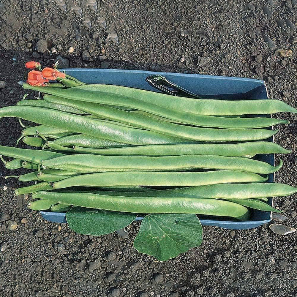 Thompson & Morgan Runner Bean Polestar 40 Seeds Packet | Wilko
