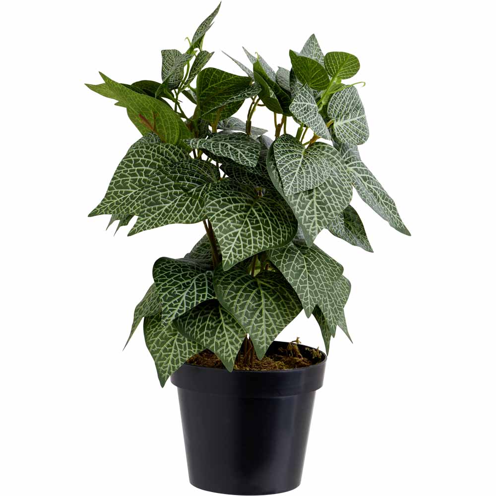 Wilko Peperomia Potted Plant Wilko