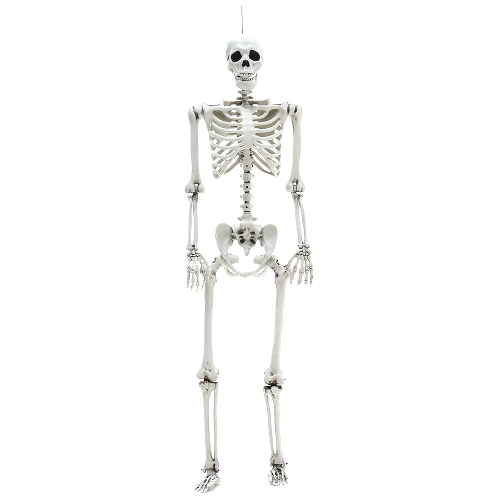 Living and Home Halloween Realistic Full Body Skeleton 160cm