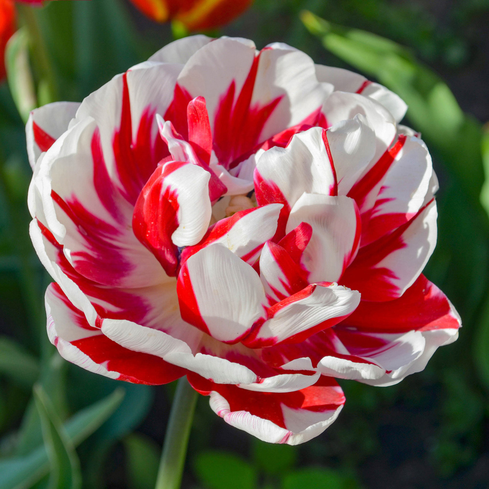 wilko Tulip Carnaval De Nice White and Raspberry Red Planting Bulb 10 Pack