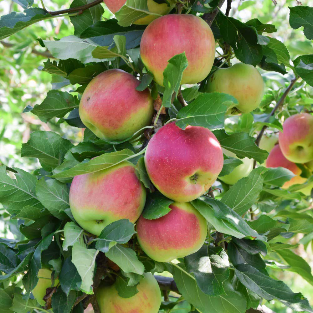 Thompson and Morgan Mini Apple Malus Gala Fruit Plant Pot 9cm