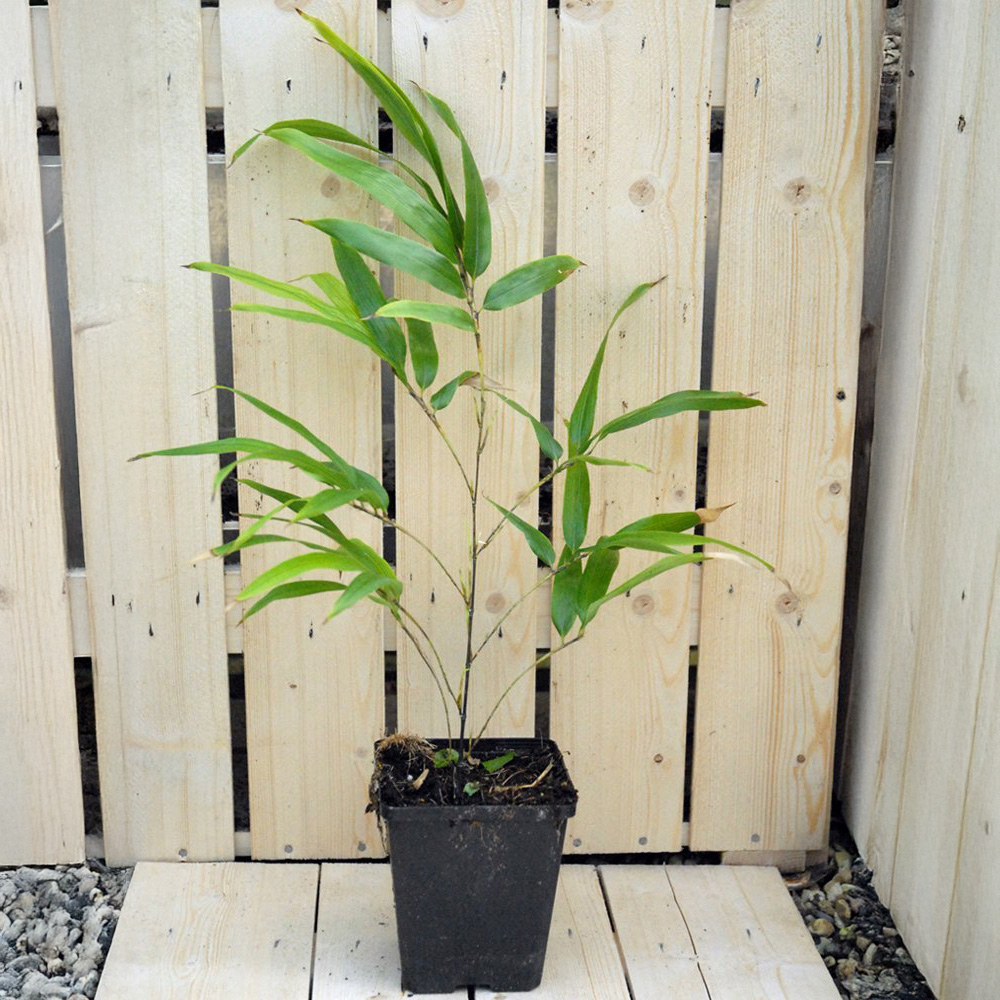 Thompson and Morgan Fargesia Asian Wonder Red Umbrella Bamboo Plant Pot 9cm