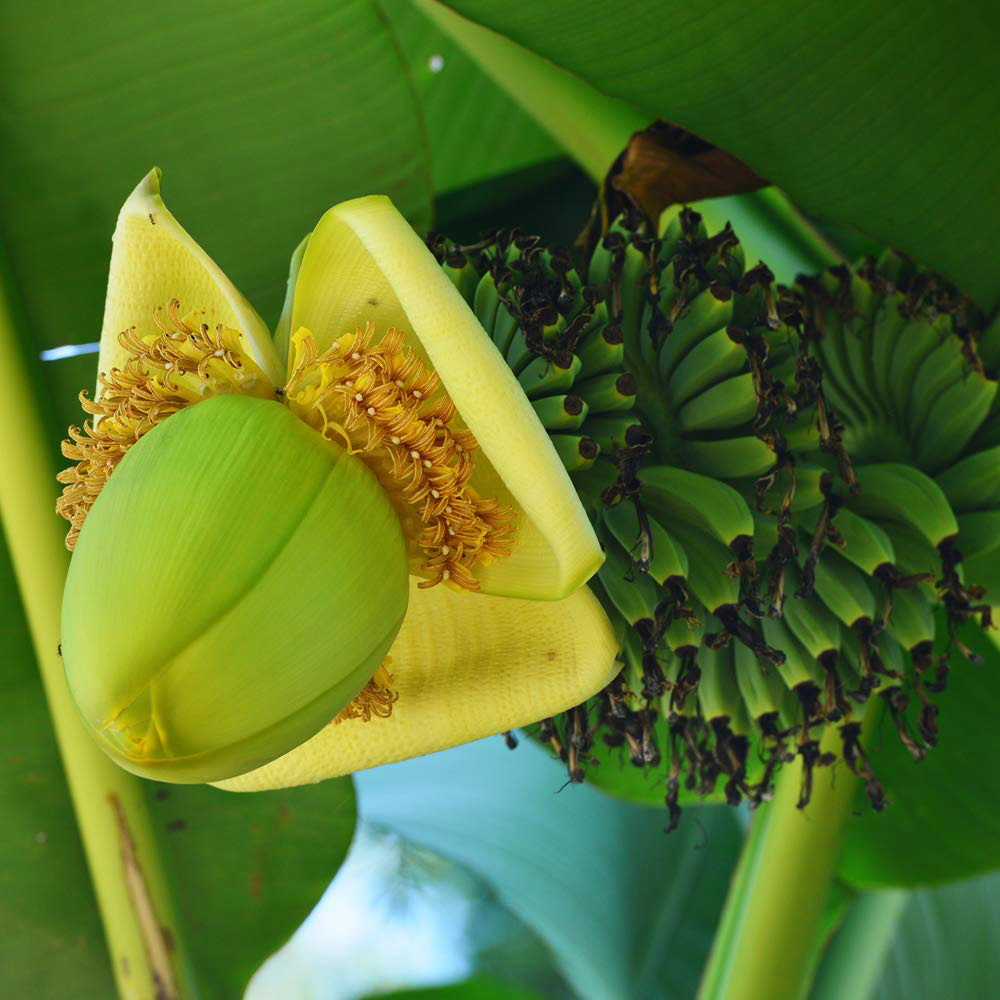 Thompson and Morgan Musa Basjoo Japanese Banana Exotic Palm Plant Pot 10.5cm