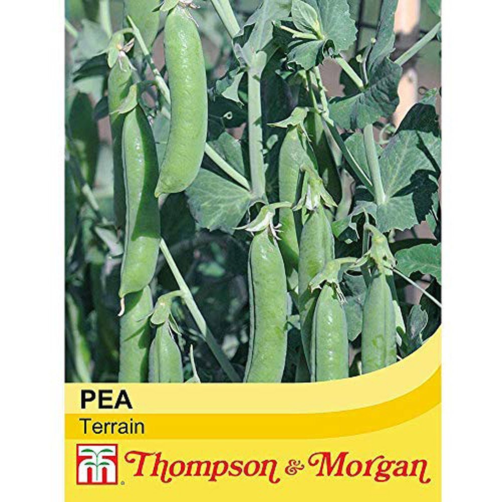 Thompson and Morgan Pea Terrain Seeds 300 Pack