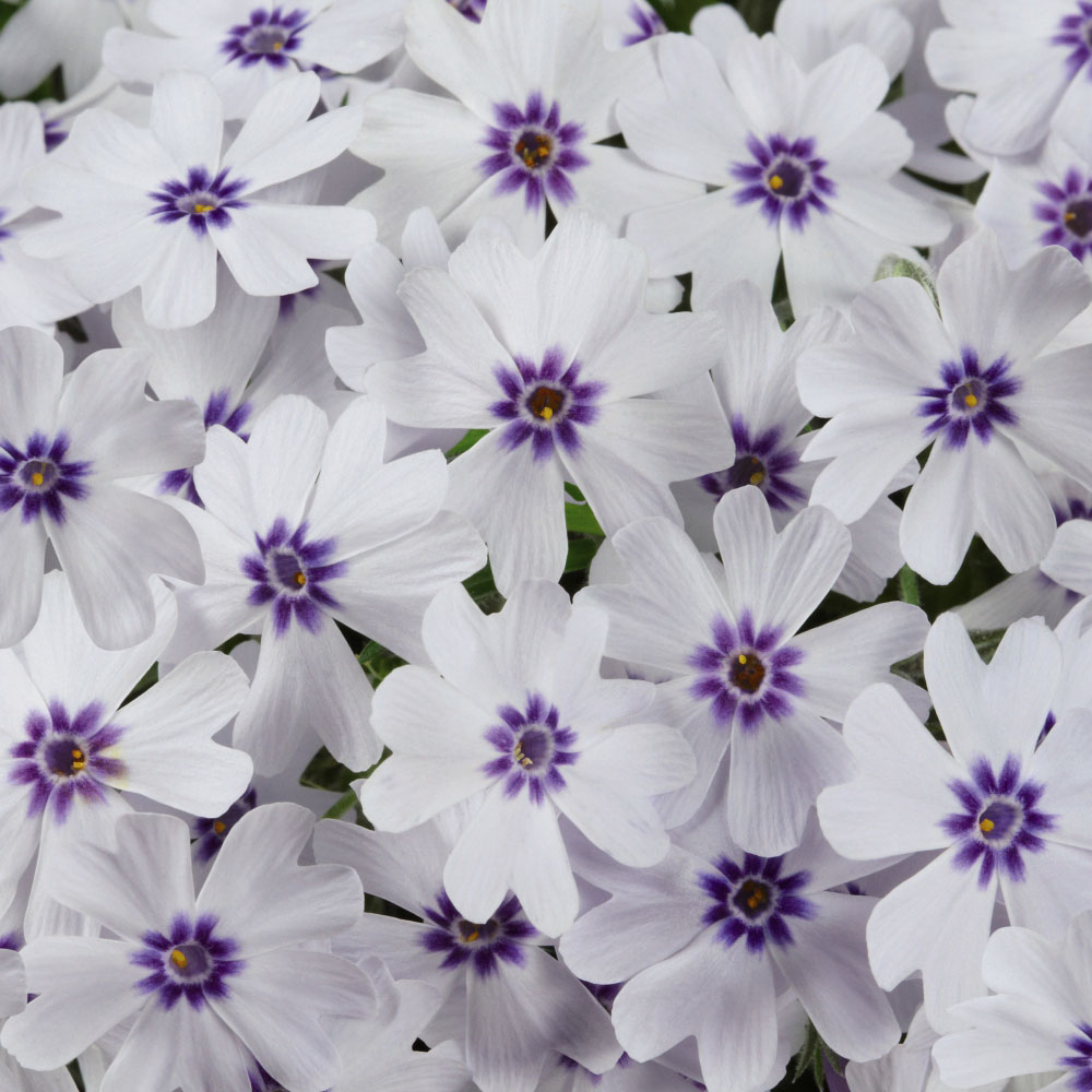 Thompson and Morgan Phlox Pharoah Blue Eye Hardy Perennial Postiplugs 10 Pack