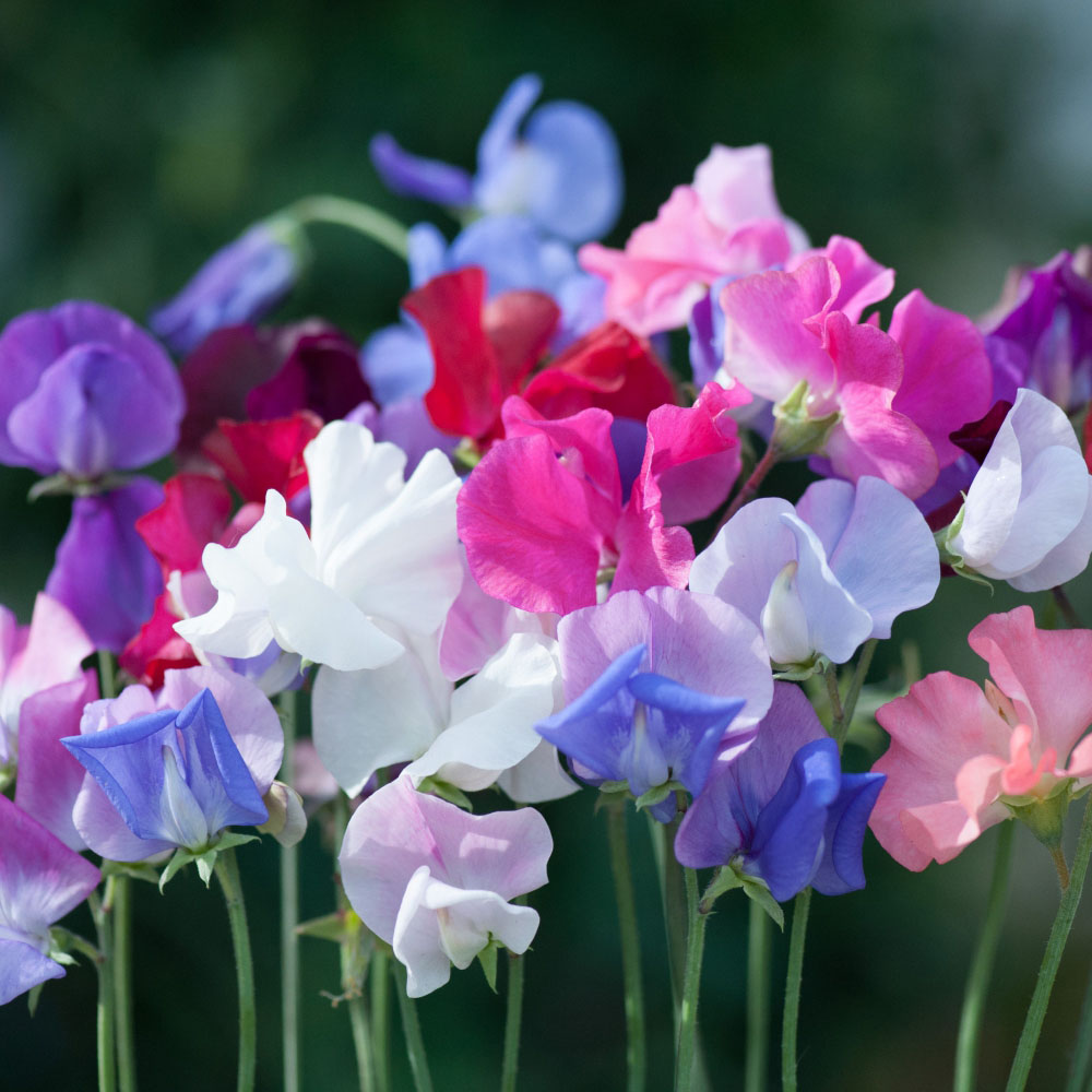 Thompson and Morgan Sweet Pea Old Fashioned Scented Mix Seed