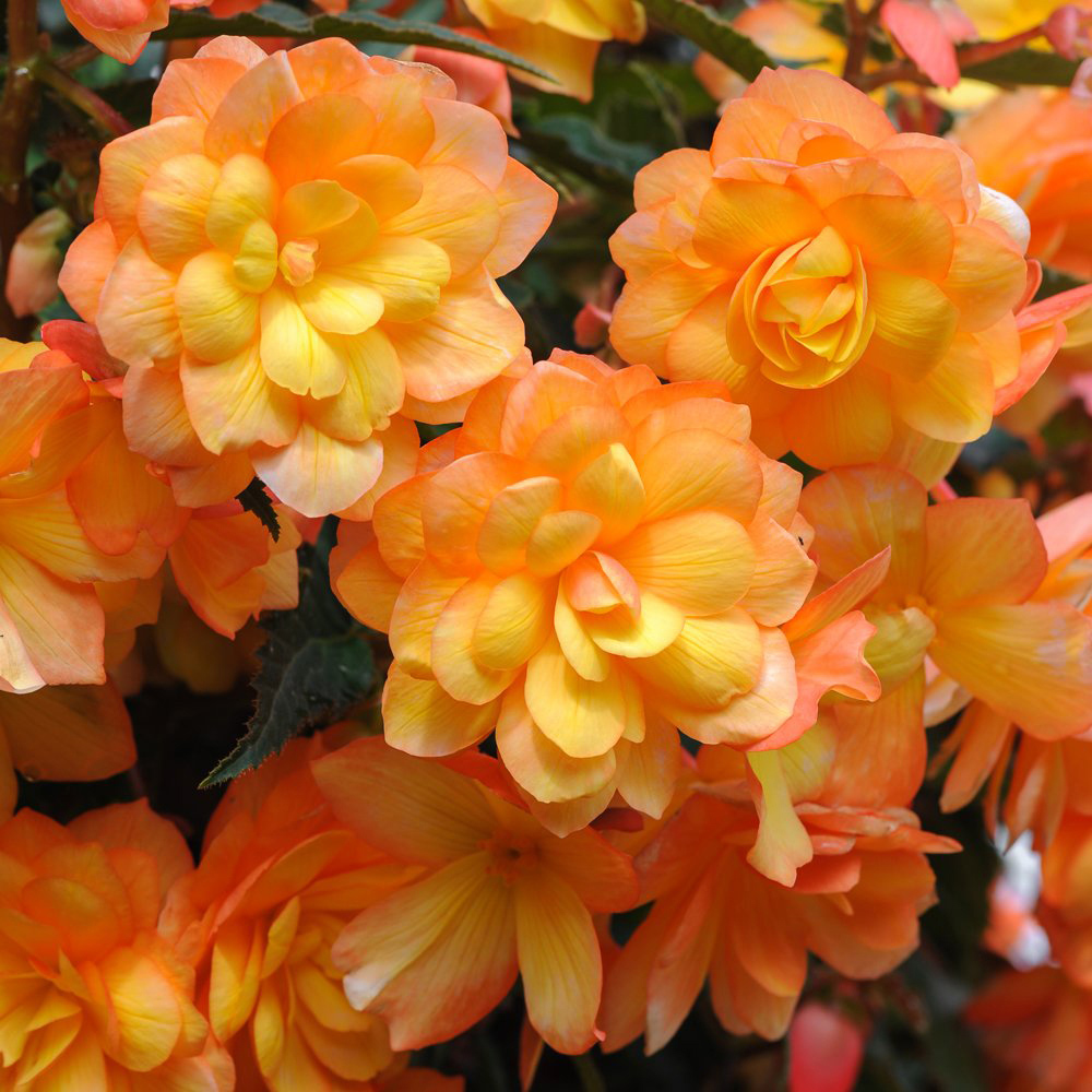 Thompson and Morgan Begonia Tubers 10 Pack with Hanging Basket 2 Pack and Incredicompost 25L
