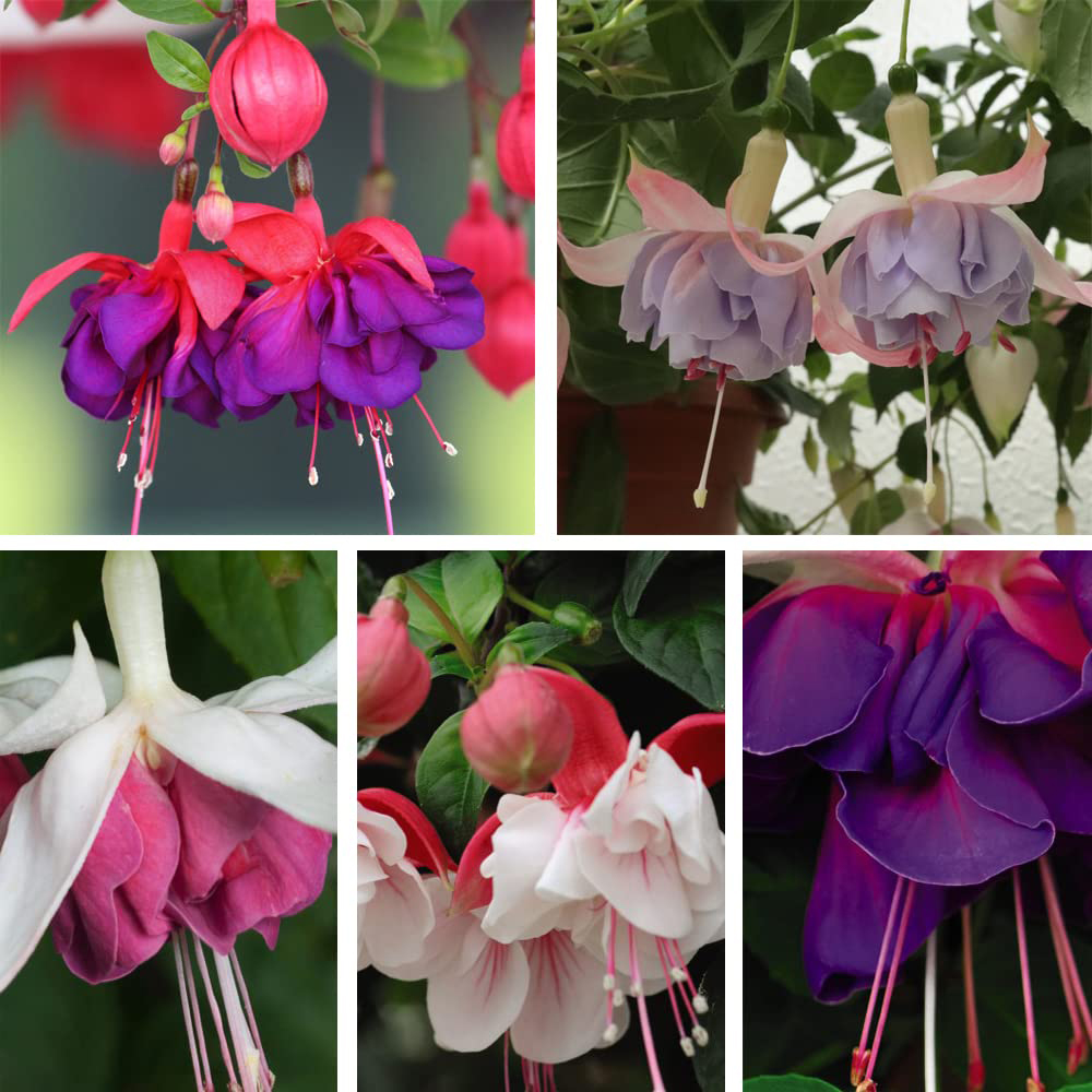 Thompson and Morgan Fuchsia Giant Flowered Collection Postiplugs 100 Pack