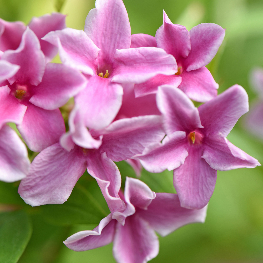 Thompson and Morgan Jasminum Stephanense Starry Starry Summer Scent Plant Pot 9cm