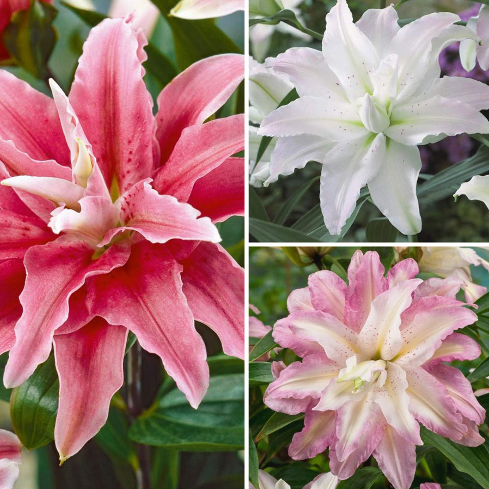 Thompson and Morgan Tree Lily Crystal Collection Planting Bulb 9 Pack