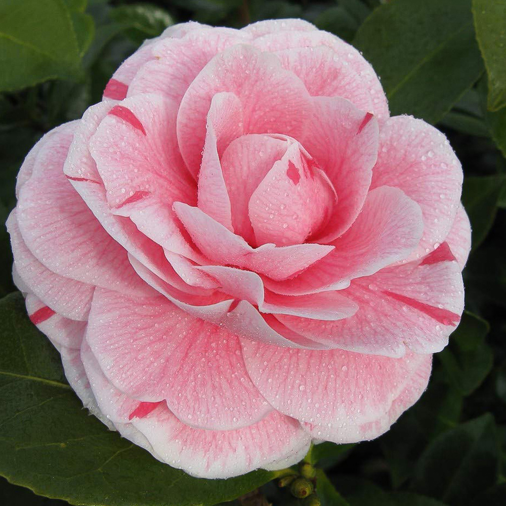 Thompson and Morgan Pink Camellia Japonica Bonomiana Plant Pot 9cm 2 Pack