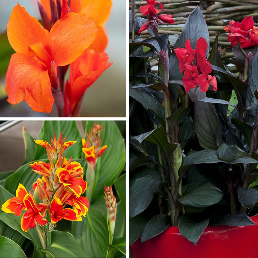 Thompson and Morgan Canna Cannova Trio Plant Pot 9cm 3 Pack