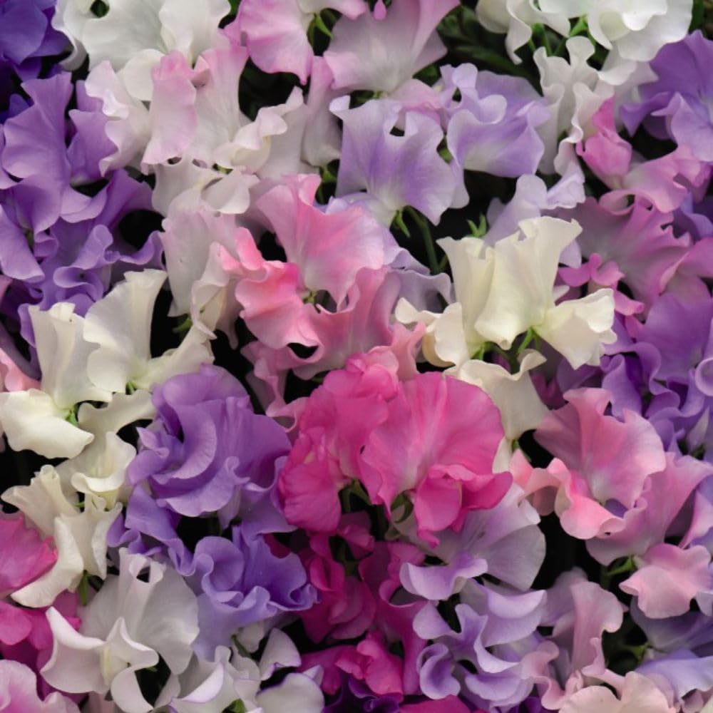Thompson and Morgan Sweet Pea Collection Plant Pot Kit