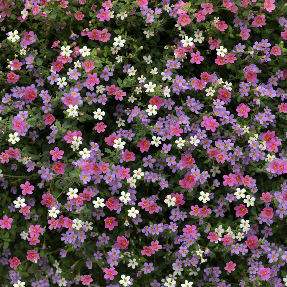 Thompson and Morgan Bacopa Topia Mixed Garden Ready Plant 30 Pack