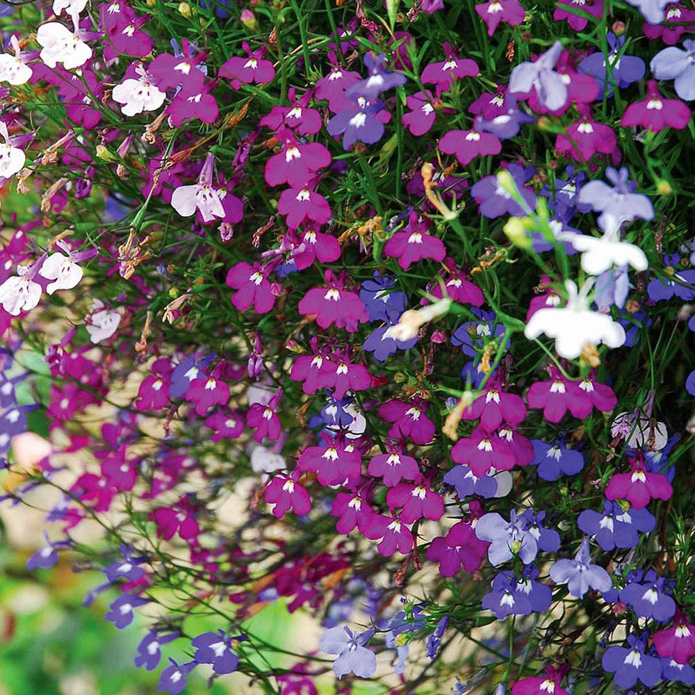 Thompson and Morgan Lobelia Ultra Cascade Imp Mix Garden Ready Plant 30 Pack