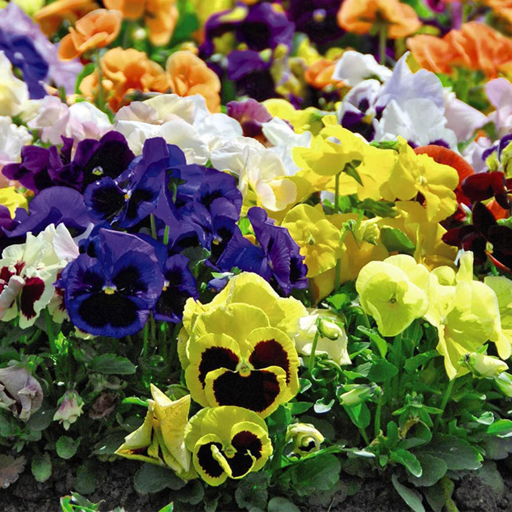 Thompson and Morgan Pansy Summertime Garden Ready Plant 15 Pack
