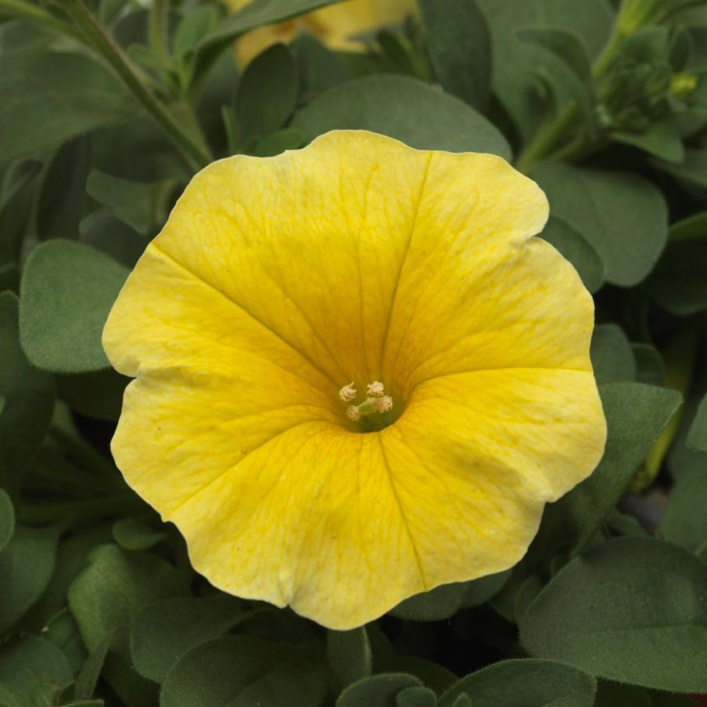 Thompson and Morgan Petunia Yellow Caliburst Petchoa Plant Plugs 6 Pack