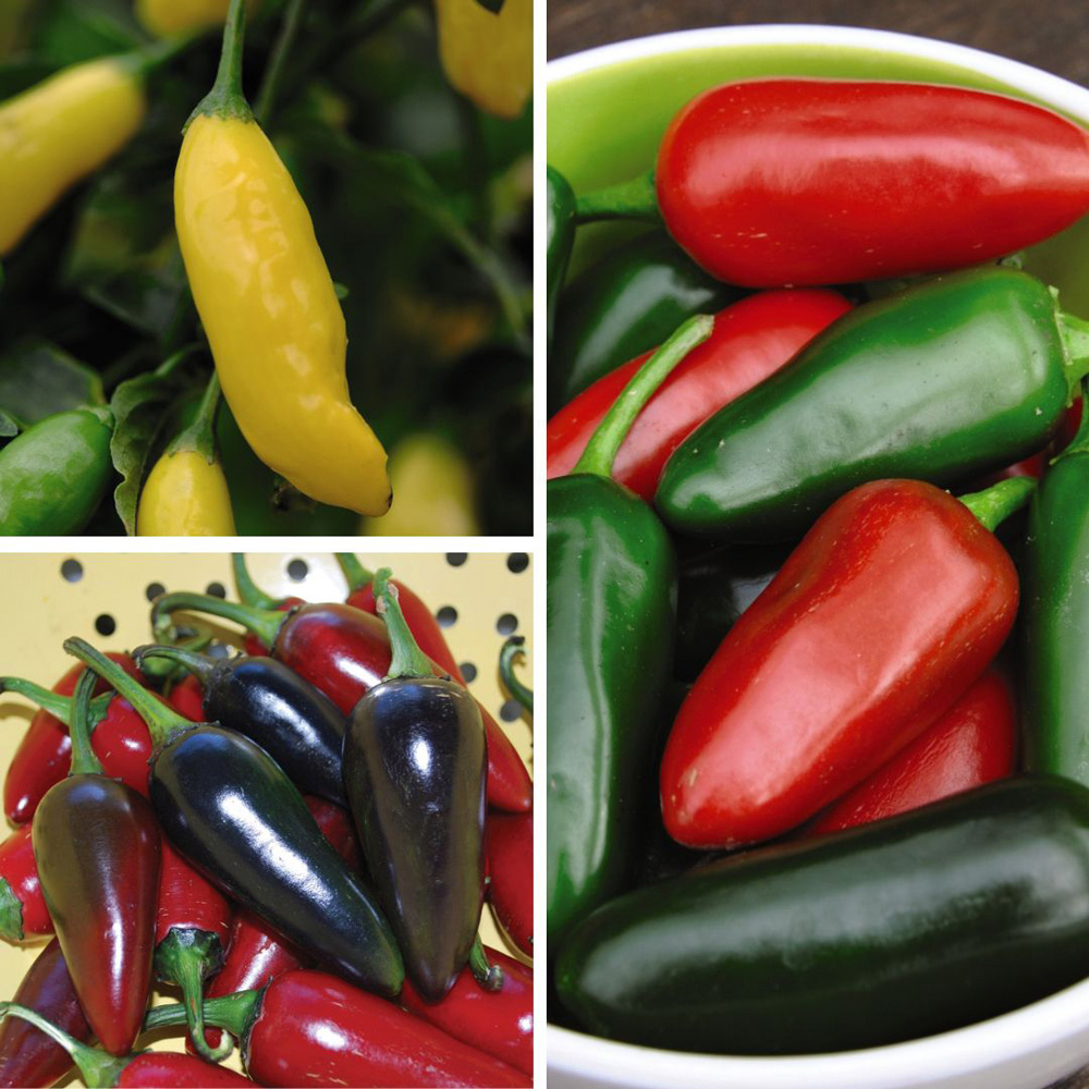 Thompson and Morgan Chilli Pepper Patio Collection Plant Pot 9cm 3 Pack