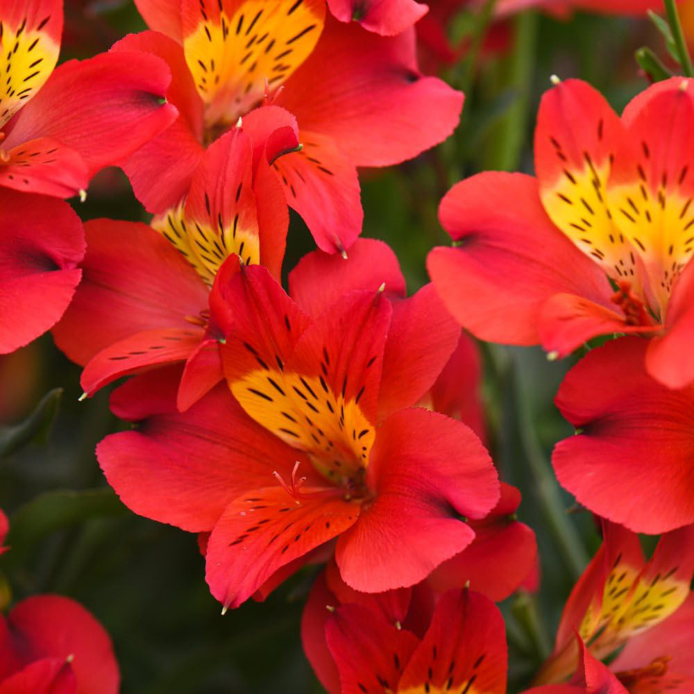 Thompson & Morgan Alstroemeria Summer Heat Jumbo Plant Plug 3 Pack