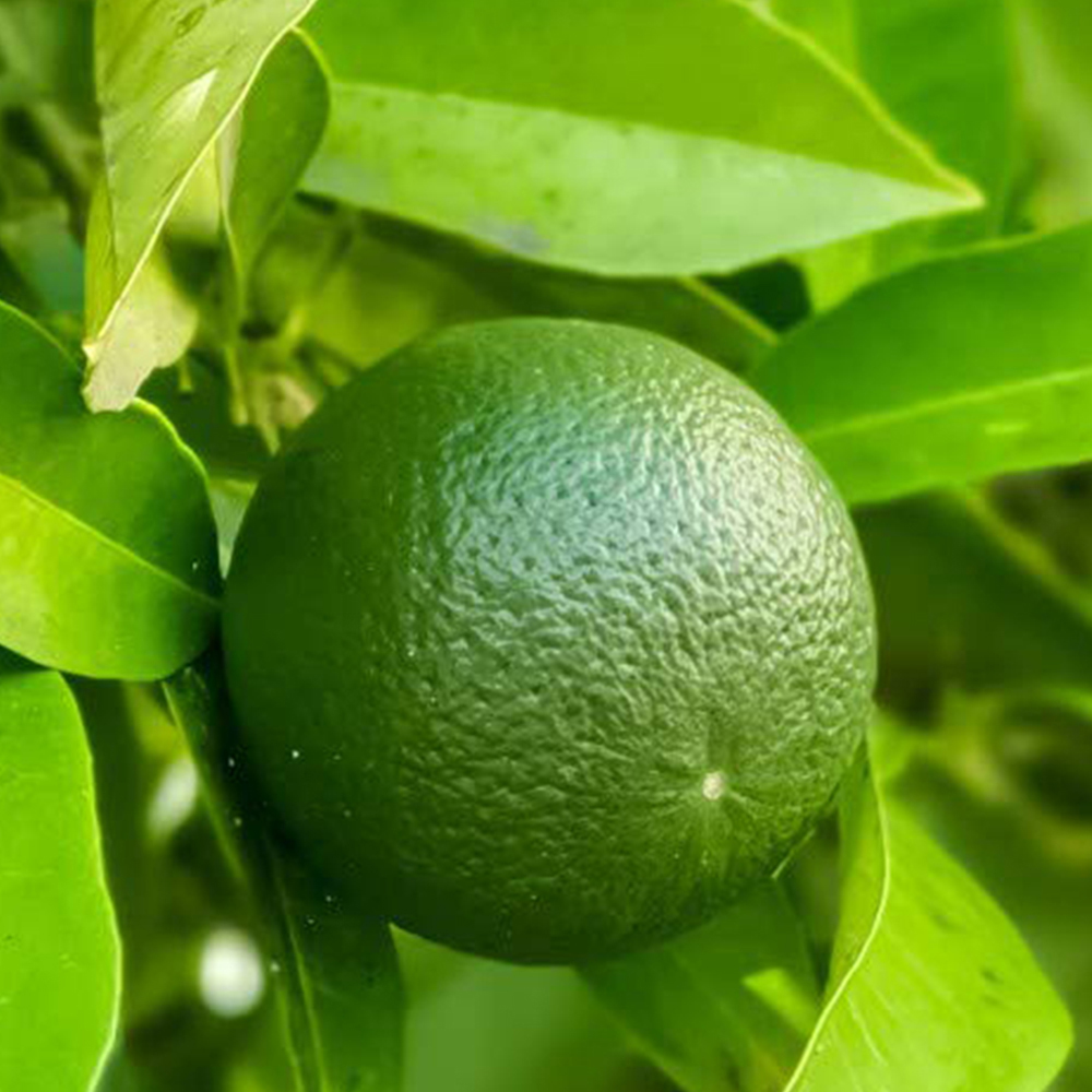 Thompson & Morgan Citrus Lime Tree Potted Plant