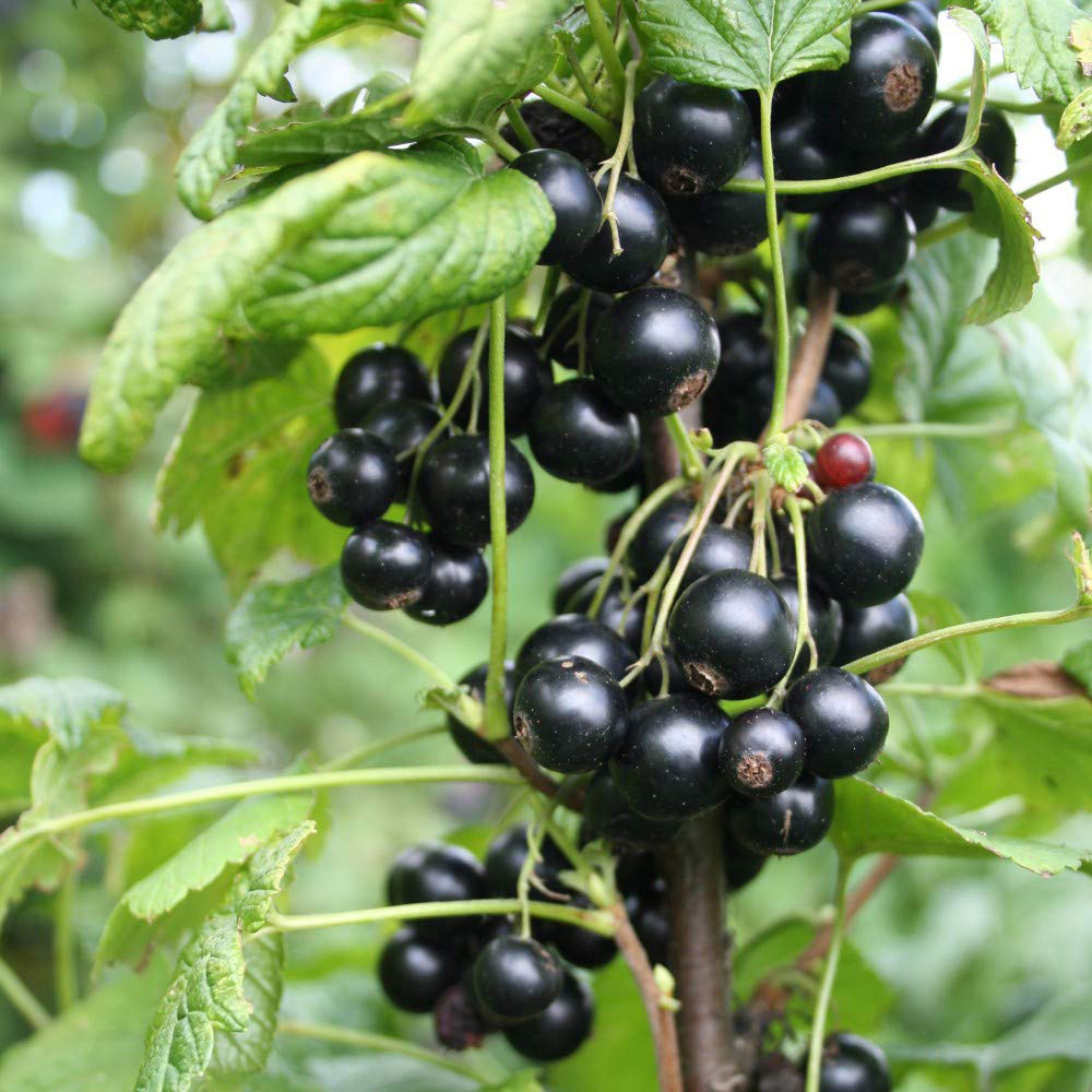 Thompson & Morgan Blackcurrant Giant Nigrum Summer Pearls Potted Plant