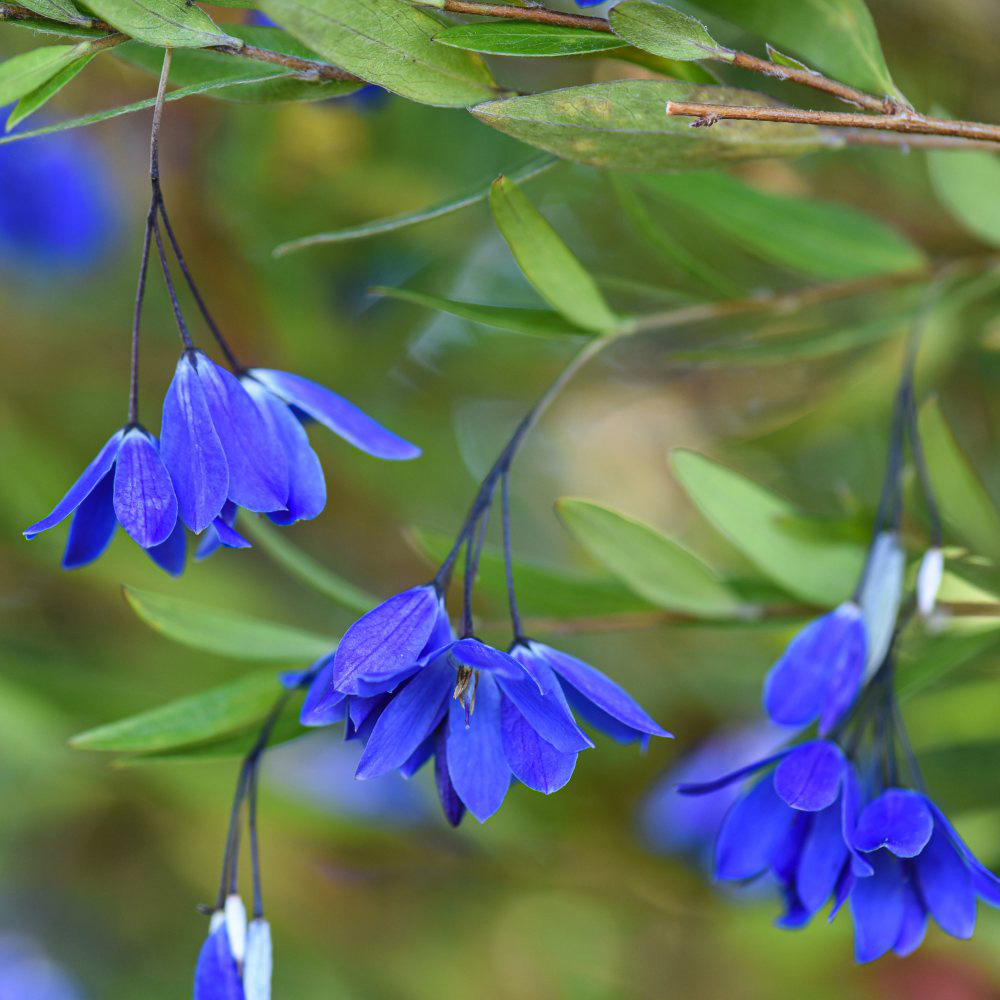 Thompson and Morgan Sollya Heterophylla Ultra Blue Plant Pot 9cm