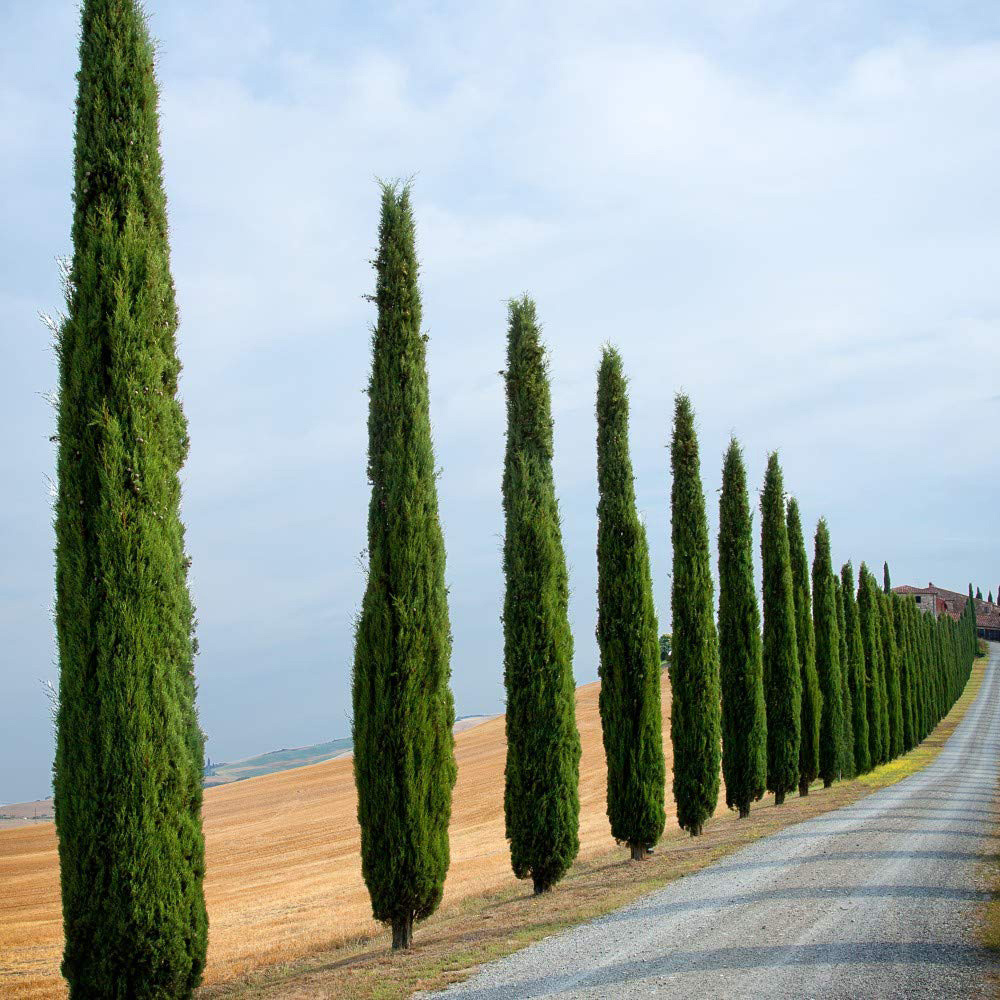 Thompson and Morgan Italian Cypress Plant Pot 14cm 6 Pack