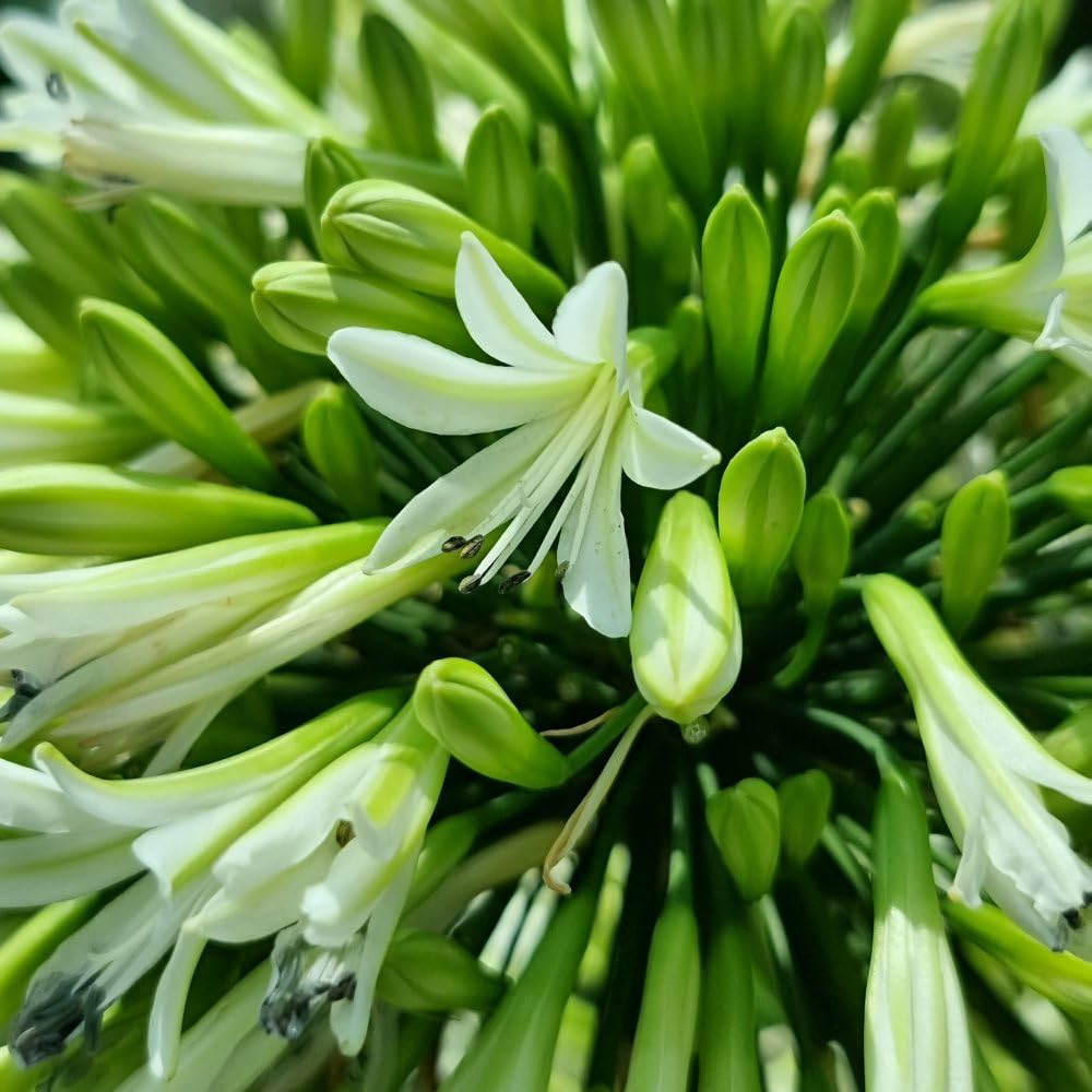 Thompson & Morgan Agapanthus Emerald Ice Plant Pot 9cm 2 Pack