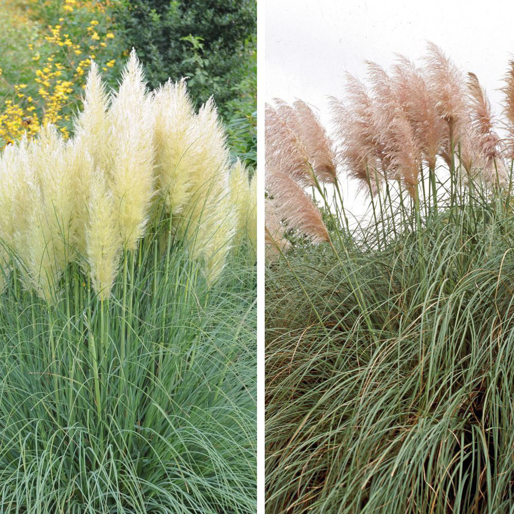 Thompson and Morgan Cortaderia Selloana Duo Plant Pot 9cm 2 Pack