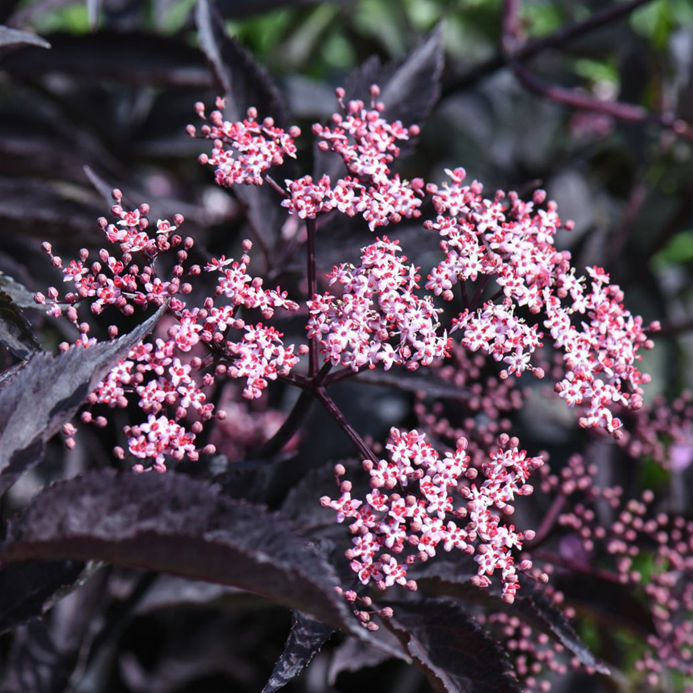 Thompson and Morgan Sambucus Nigra Black Beauty Plant Pot 9cm 2 Pack
