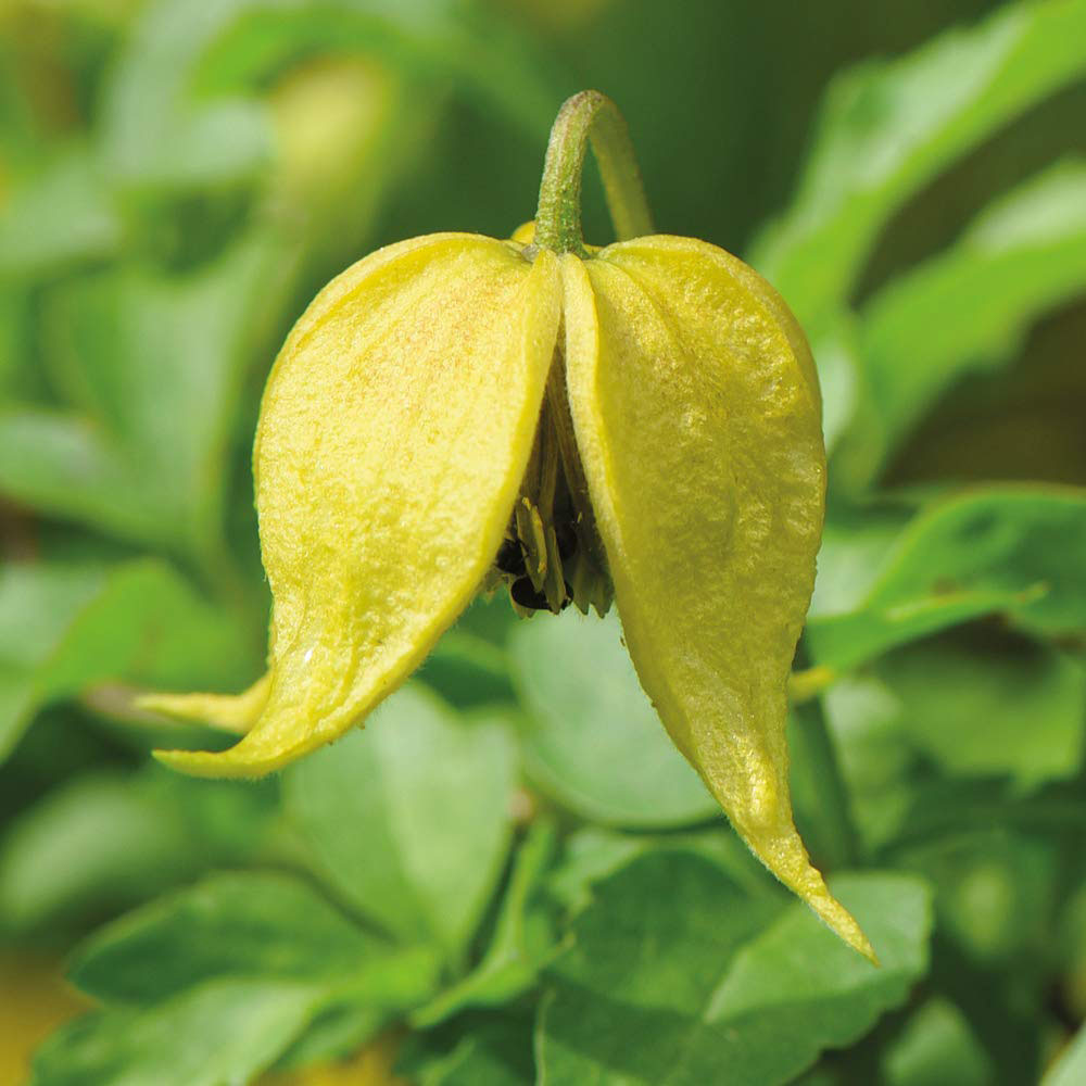 Thompson and Morgan Clematis Little Lemons Plant Pot 7cm 2 Pack