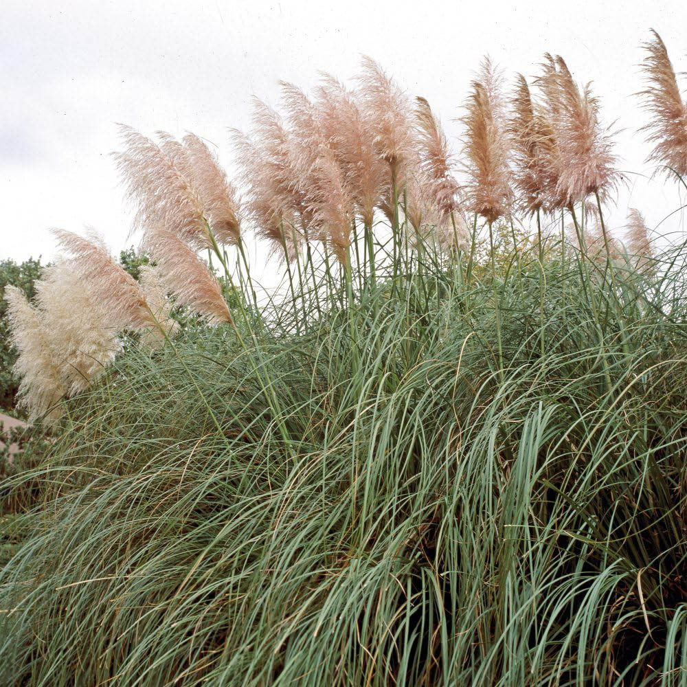 Thompson and Morgan Cortaderia Selloana Rosea Plant Pot 9cm