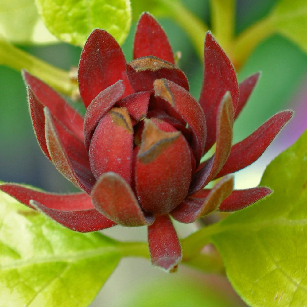 Thompson and Morgan Carolina Allspice Calycanthus Floridus Plant Pot 9cm