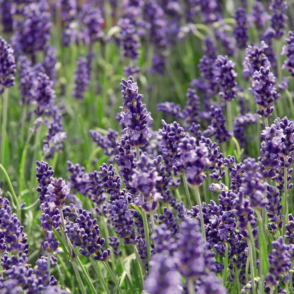 Thompson and Morgan Lavender English Jumbo Plug Plant 10 Pack