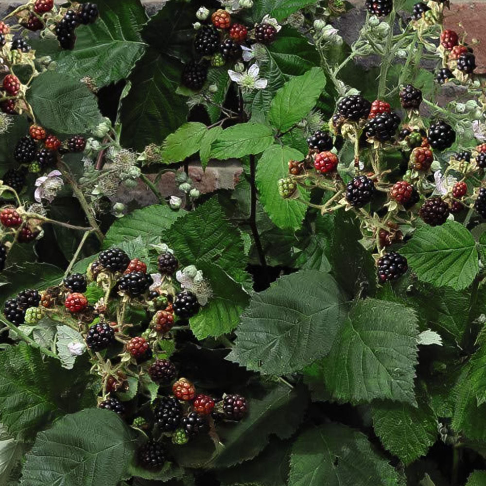 Thompson & Morgan Blackberry Rubus Coolaris Patio Potted Plant 9cm 3 Pack