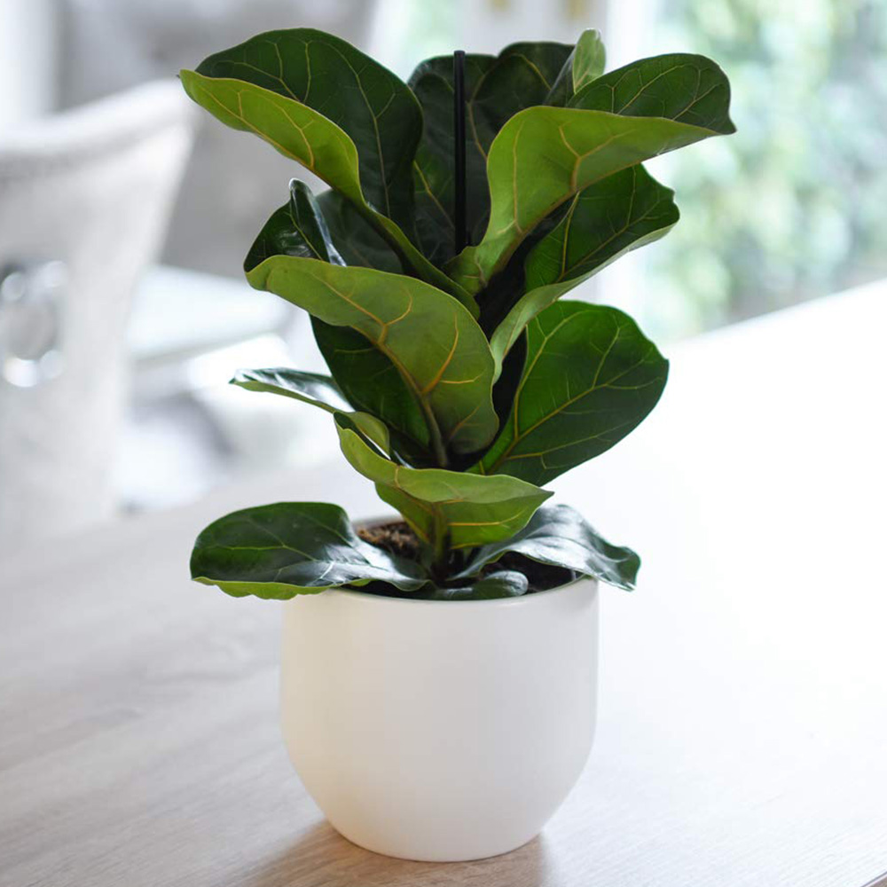 Thompson & Morgan Ficus lyrata Compacta Fiddle-leaf Fig Potted Plant 9cm