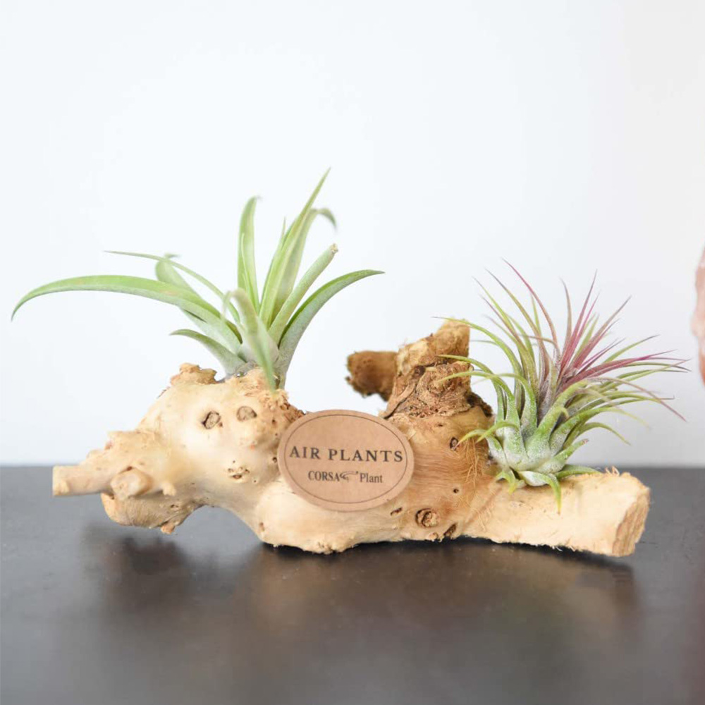 Thompson & Morgan Air Plant Tillandsia on Wooden Log Mini