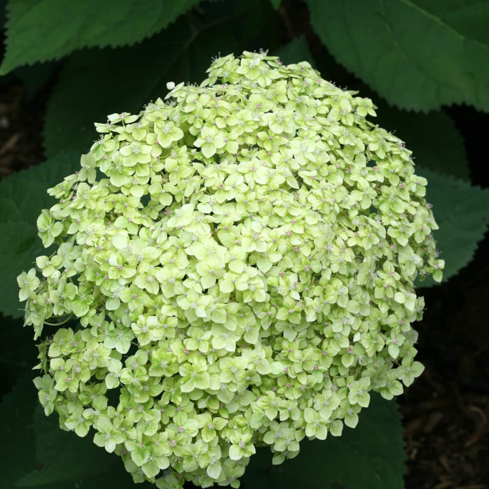 Thompson & Morgan Hydrangea Lime Rickey Potted Plant 3L