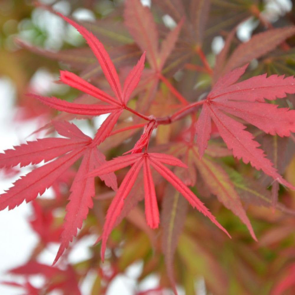 Thompson and Morgan Acer Palmatum Shaina Plant Pot 3L