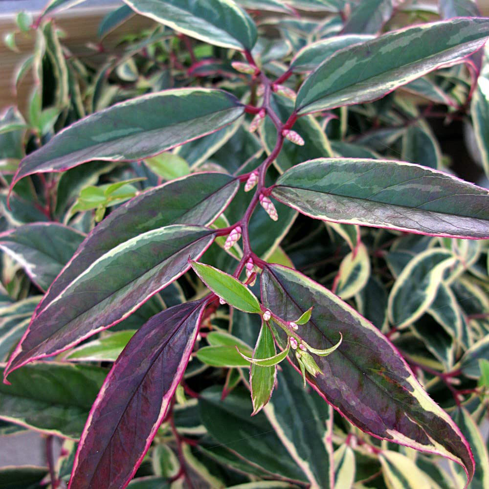 Thompson and Morgan Leucothoe Fontanesiana Whitewater Plant Pot 3.6L