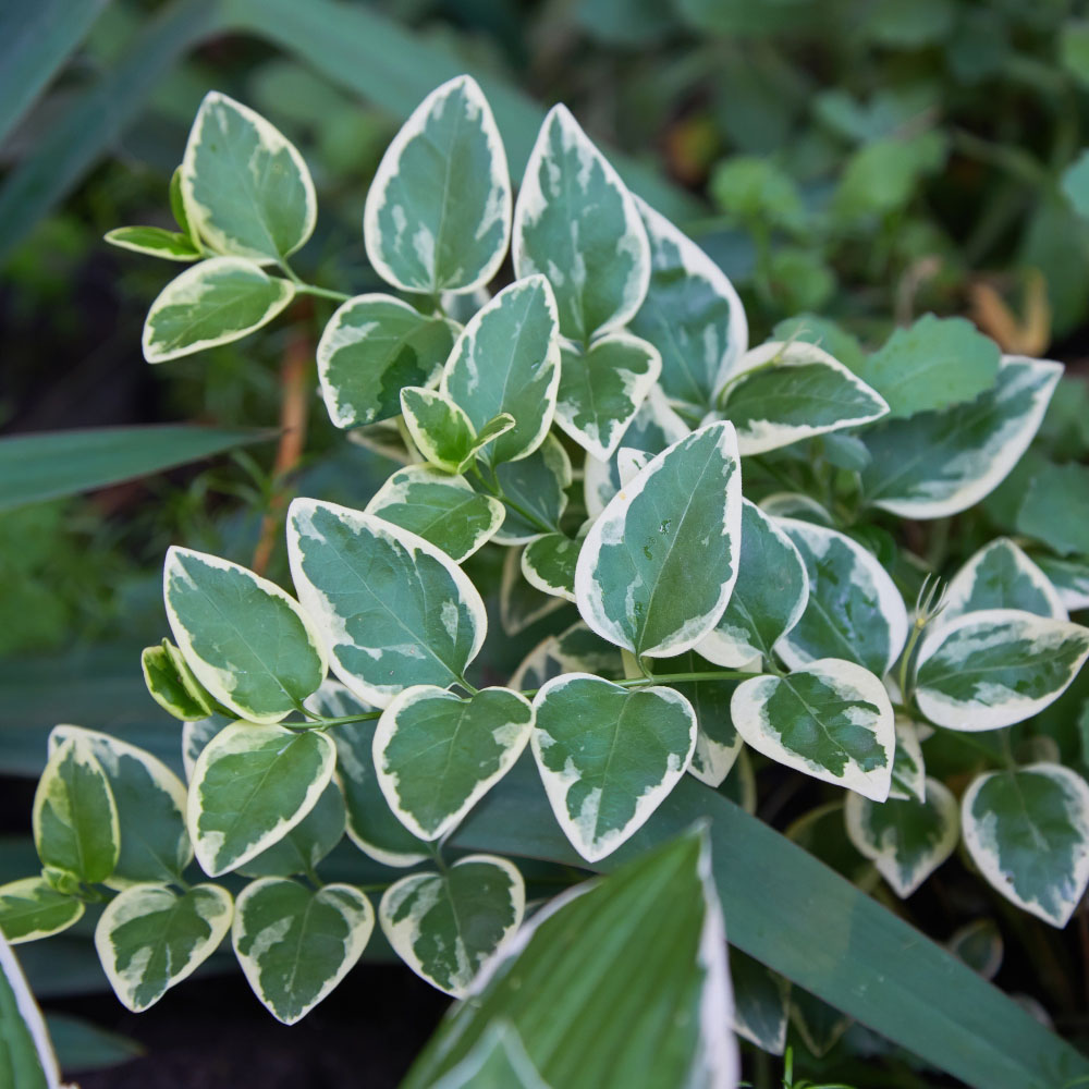 Thompson and Morgan Euonymus Fortuneii Emerald Gaiety Plant Pot 3L
