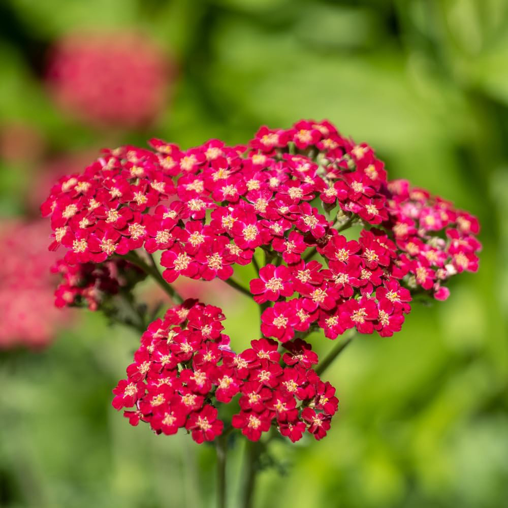 Thompson and Morgan Achillea Millefolium Cerise Queen Potted Plant 1L