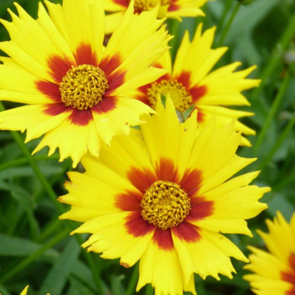 Thompson and Morgan Coreopsis Lanceolata Sterntaler Potted Plant 1L 2 Pack